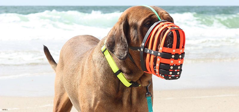 HERVORRAGEND lautet das Testurteil von Hundemagazin.net für BUMAS