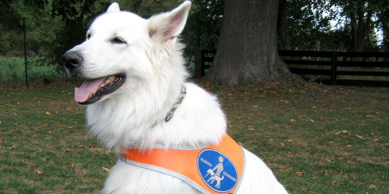 Mehr als nur Augen die für mich sehen - mein Blindenhund
