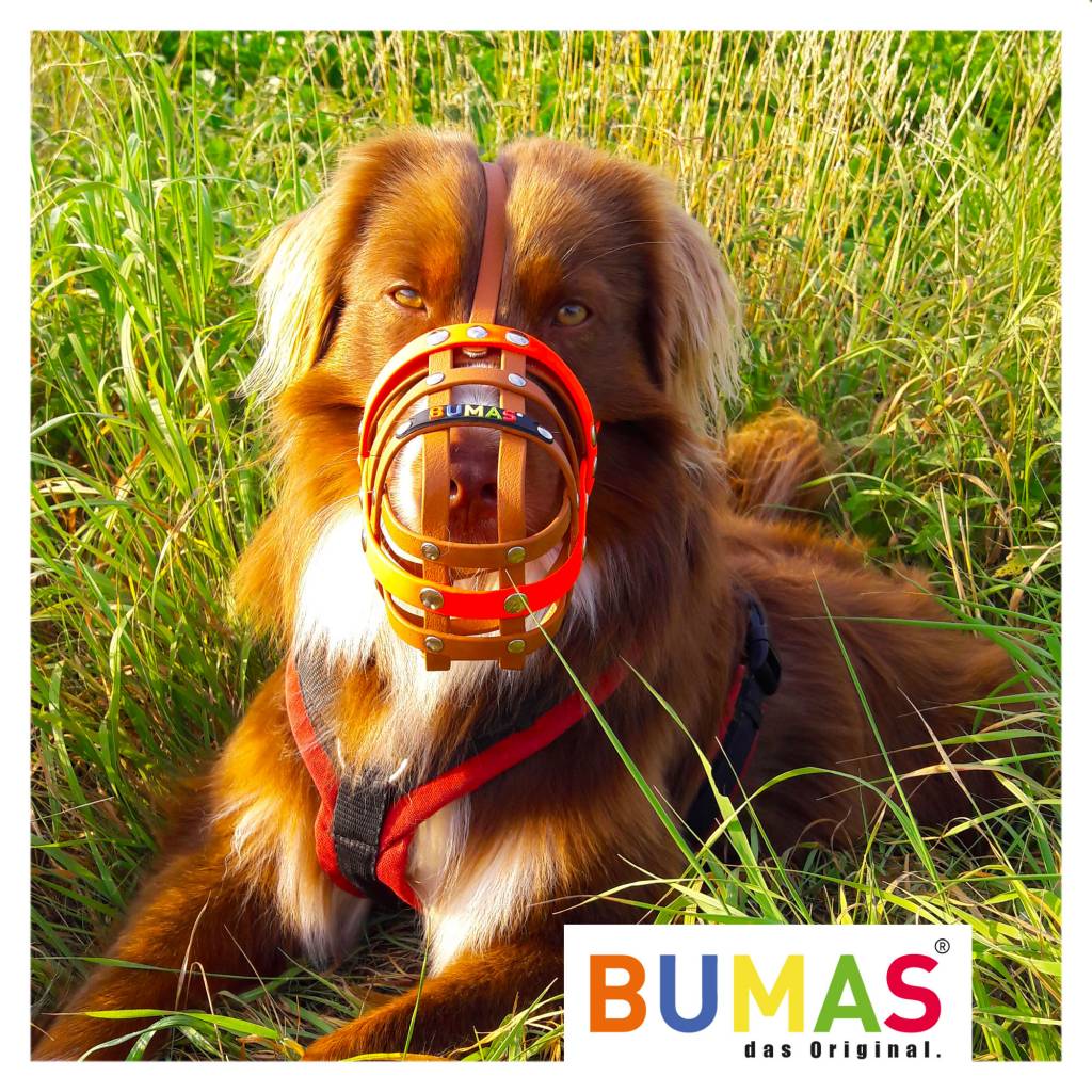 BUMAS Muzzle Australian Shepherd, brown/black BUMAS Shop for custom