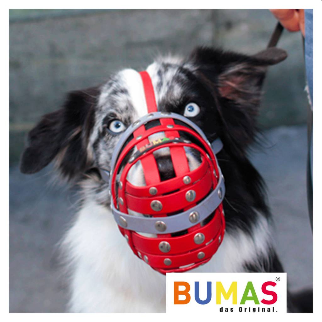 BUMAS Muzzle Australian Shepherd, brown/black BUMAS Shop for custom