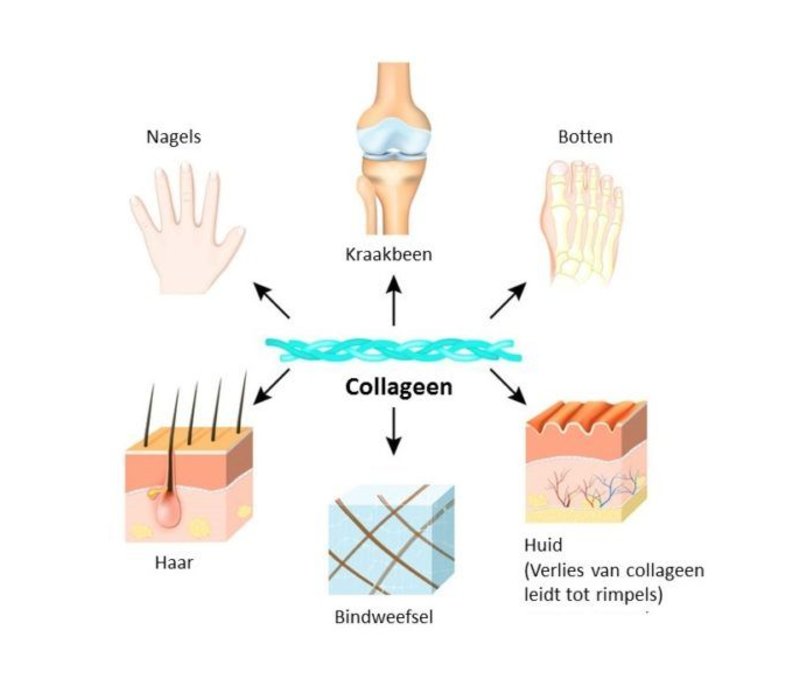 Afbeeldingsresultaat voor skin collagen supp24