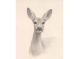 Schets jong hert (35 x 45 cm)