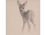 Jonge Ree (40 x 40 cm)