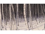 Forrest shadows (80 x 45 cm)