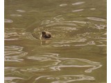 Lonely duckling (60 x 50 cm)