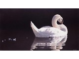 Losing feathers (47 x 97 cm)