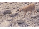 Walking Puma (90 x 60 cm)