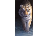 Siberian Supremacy (45 x 90 cm)