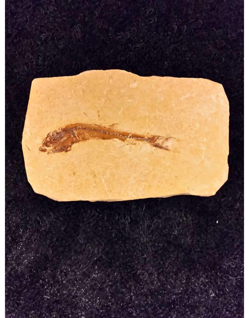 Dastilbe Elongatus fossiel vis All About Rocks