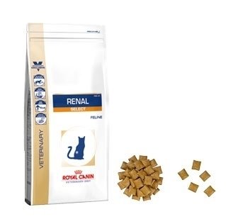 Royal Canin для кошек: обзор видов, состав, советы ветеринара