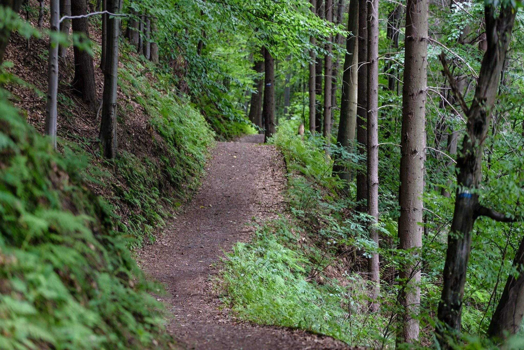 Wandelen in corona tijd