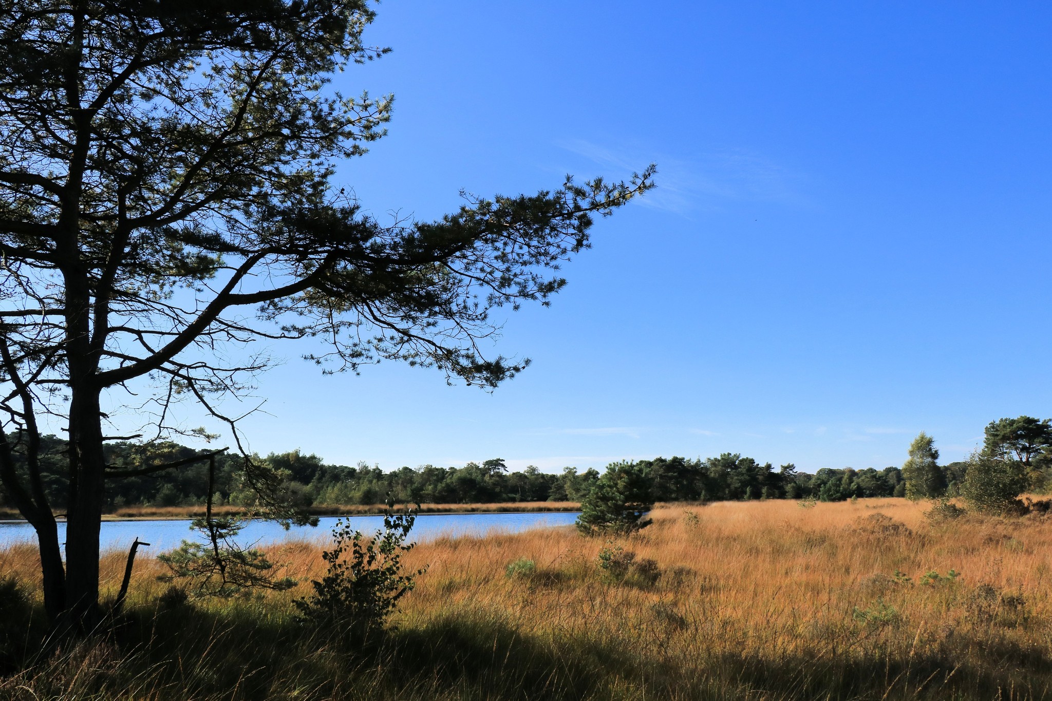 De Zoom-Kalmthoutse Heide