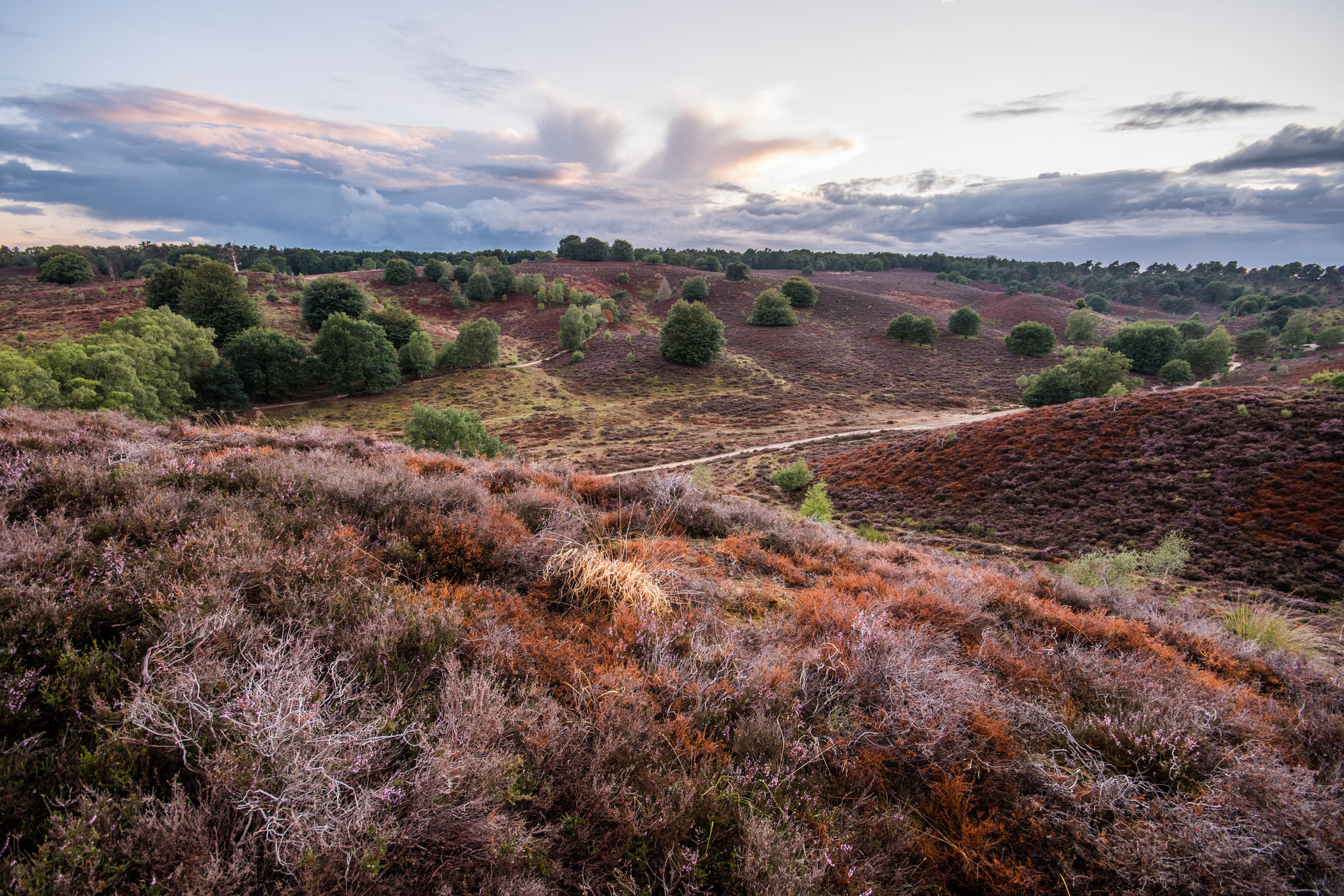 De hoge veluwe