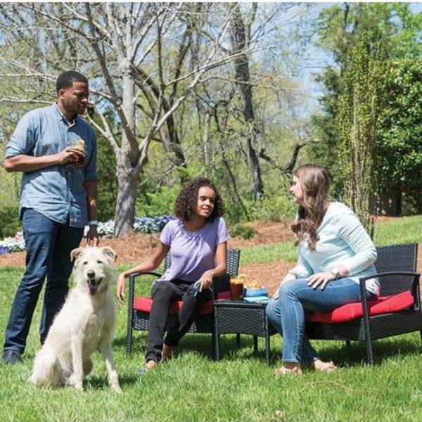 pet safe dog trainer