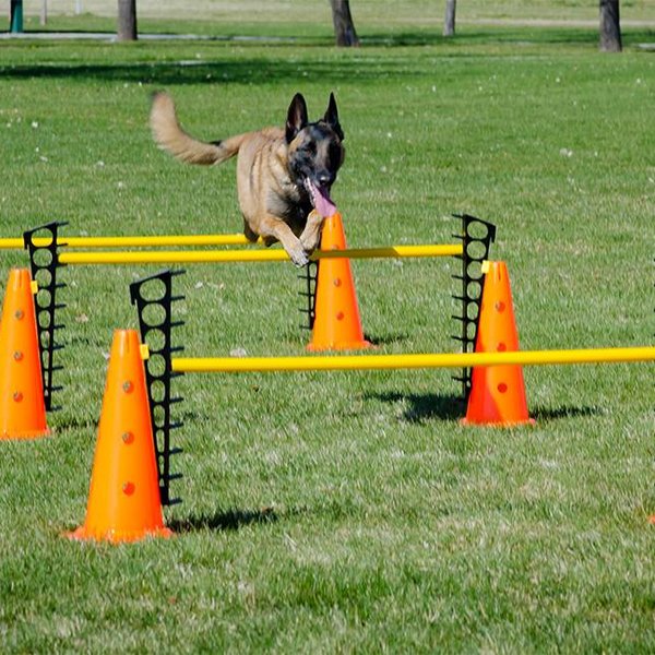 FitPAWS Hurdle Set – Adjustable Dog Agility Training