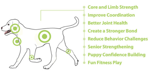 Voordelen FitPAWS FitBONE