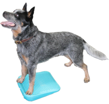 FitPAWS Ramp – Trainingshelling voor honden