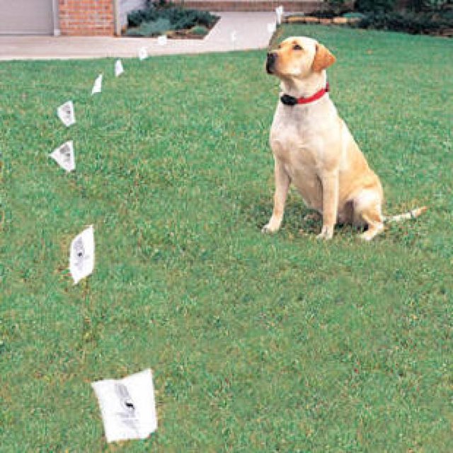 Petsafe Large >18 kg Dog In Ground Fence System PRF3004XW20