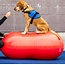 FitPAWS FitPAWS Peanut Balance 70 cm (yellow) - 80 cm (red)