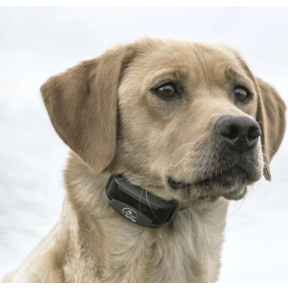 450m SportDog FieldTrainer 425X SportTrainer