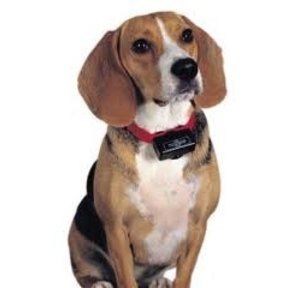 PetSafe