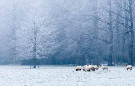 Fluxaf afbijtmiddel Fluxaf afbijtmiddel