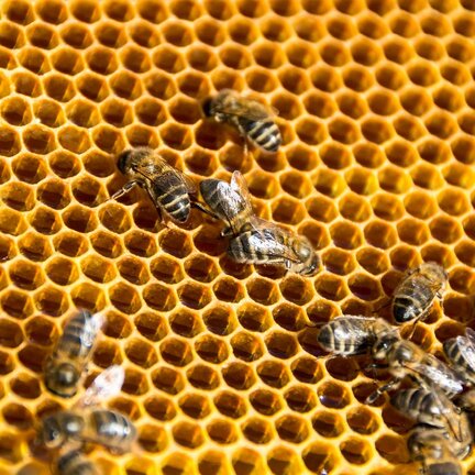 How to make your own honeycomb mould with silicone and wax