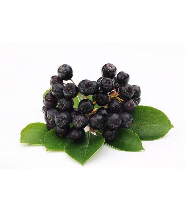 Lyo Food Powders Aronia