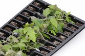Geënte tros tomaten planten Geënte tros tomaten planten