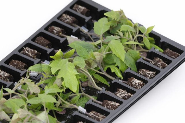 Geënte tros tomaten planten Geënte tros tomaten planten