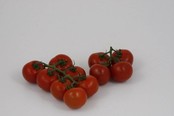 Geënte tros tomaten planten Geënte tros tomaten planten