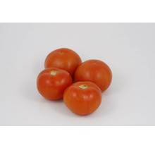 Geënte vlees tomaten planten