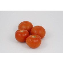 Geënte vleestomaten (8 planten)