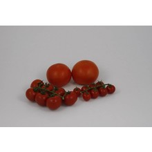 Mixpakket geënte tomaten (8 planten)