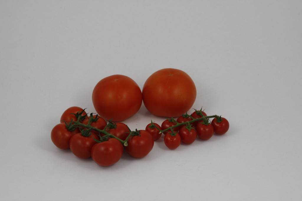 Drink water gijzelaar Trouwens MOESTUINPLANT | Tomatenplanten te koop / Groente planten kopen