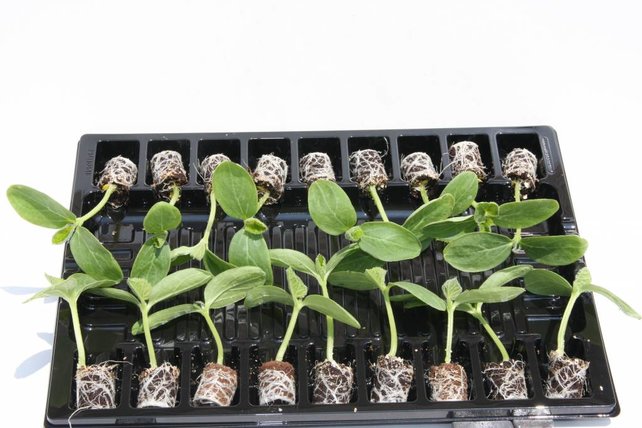 Snackkomkommer planten