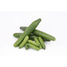 Mixpakket  geënte  komkommers (8 planten)
