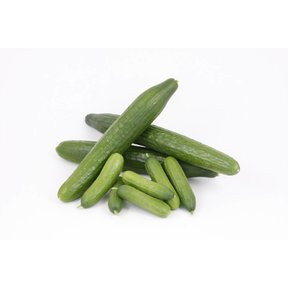 Mixpakket  geënte  komkommers (8 planten)