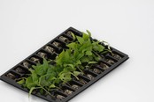Mixpakket diverse paprika planten Mixpakket diverse paprika planten