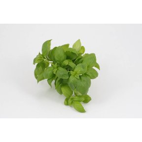 Basilicum (8 planten)