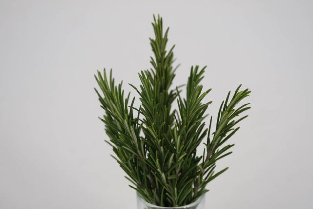 Rozemarijn planten (8x)