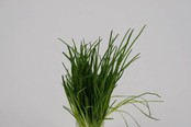 Bieslook planten Bieslook planten