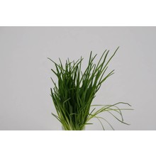 Bieslook (8 planten)