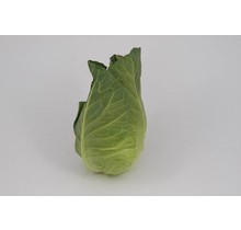 Spitskool planten (8 planten)