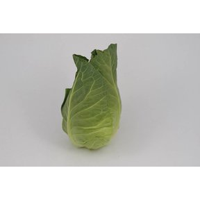 Spitskool (8 planten)