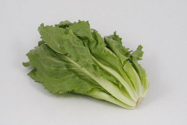 Andijvie (8 planten)