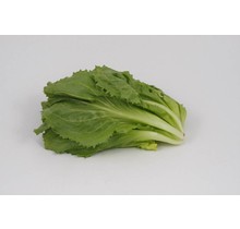 Andijvie (8 planten)