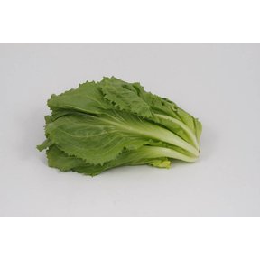 Andijvie (8 planten)