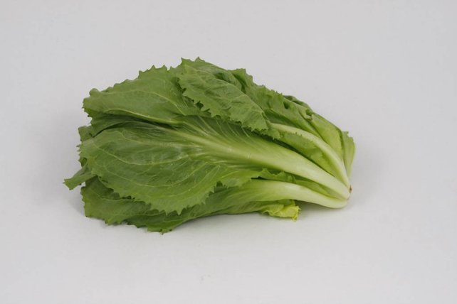 Andijvie (8 planten)