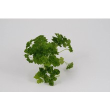 Peterselie (8 planten)
